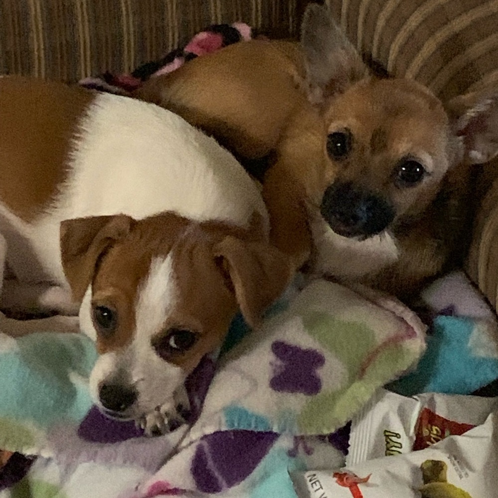 Coco and cookie